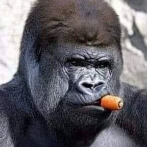 Meet your Posher, Alice